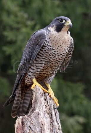 A Peregrine Falcon Falco Peregrinus Perched On A Stump These Birds Are The Fastest Animals In The World Peregrine Falcon Animals Peregrine