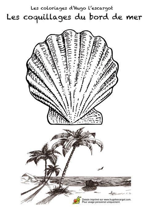 Idees De Coquillage Coquillage Coloriage Vacances Coloriage Idees De Coquillage Coquillage Coloriage Vacances Coloriage