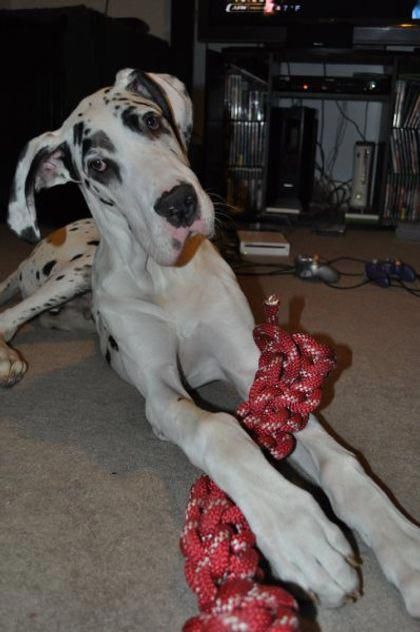 Things I Admire About The Noble Great Danes Puppy Greatdanesofkw