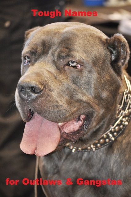 Gangsta Dog Names top-10-hip-hop-dog-names-for-your-furry-friend