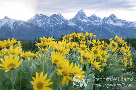 tetons