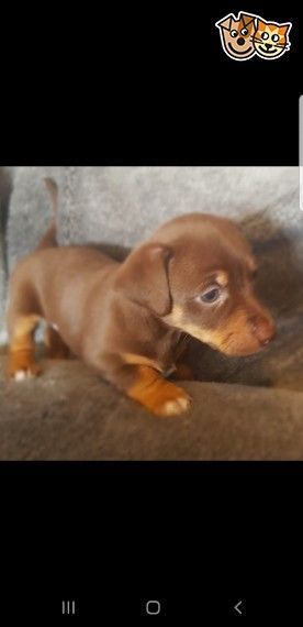Pin On Dogs And Puppies