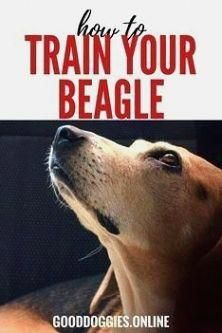 Command For Dog Training Trim The Hair Around Your Pup S Paws In
