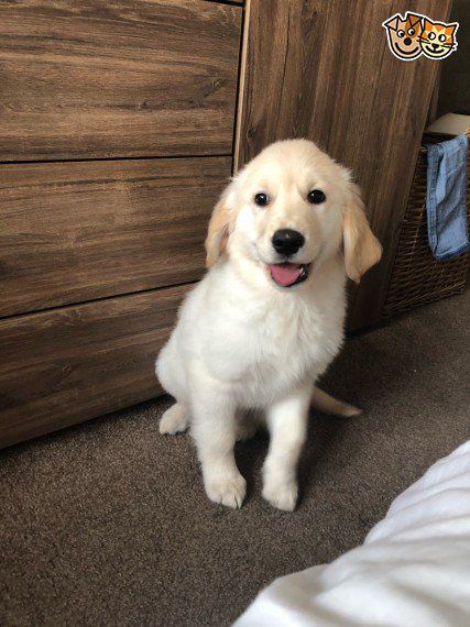 Beautiful Golden Retriever Southampton Hampshire Pets4homes