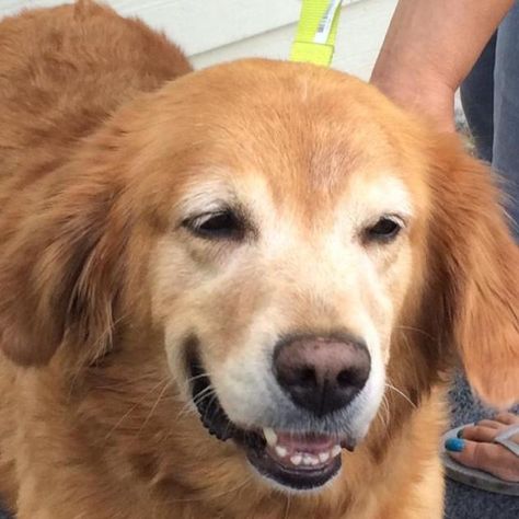 Adopt Ginger Queen On Golden Retriever Rescue Dogs Golden