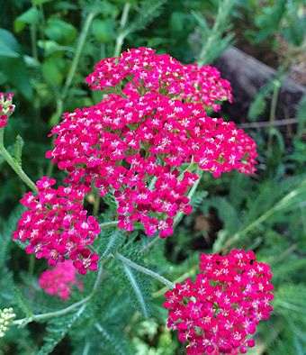 Achillea Flower Burst Red Shades Garden Flowers Perennials Deer Resistant Plants Flowers Perennials