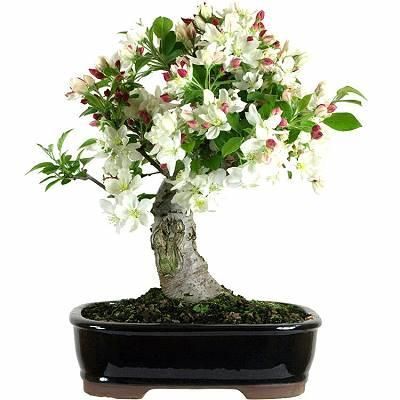 Apfelbaum Bonsai Bonsai Apfelbaum Und Bonsai Pflege