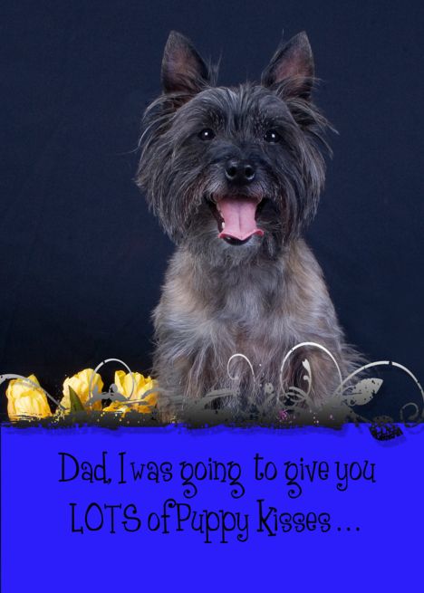 Father S Day Licker License Featuring A Cairn Terrier Card