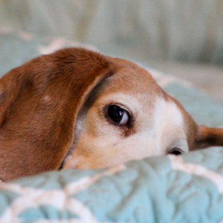 One Unusual Trick Stops Your Beagle Jumping Up Beagle Beagle