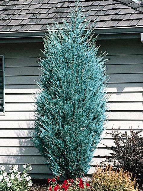 When to plant a christmas tree