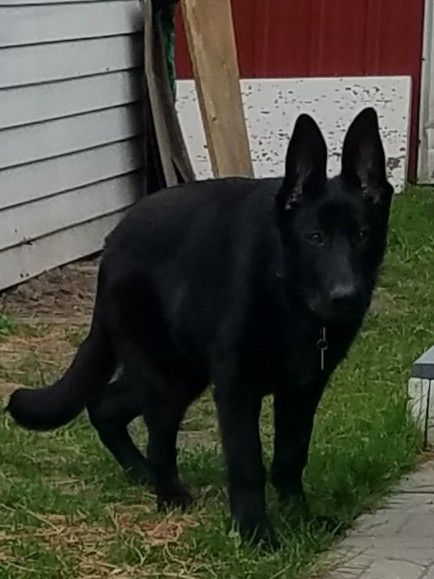 2 month puppy in human years 2 month puppy in human years