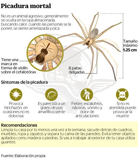 picadura de araña mortal picadura de araña mortal