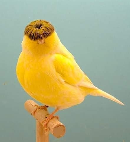 710 Ideas De Canarios En 2021 Canarios Canario Ave Aves