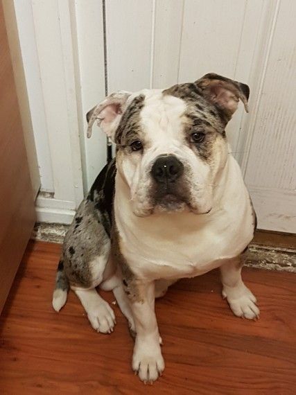 Old English Bulldog Glasgow Lanarkshire Pets4homes English