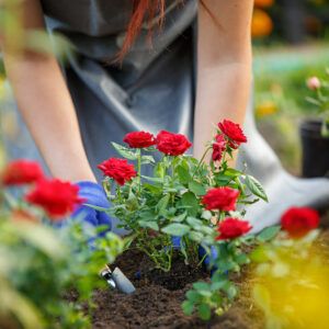 暑さに強く ずっと花が咲き続ける夏のイチオシ一年草10種 素敵な庭 小さな庭 花壇 暑さに強く ずっと花が咲き続ける夏のイチオシ一年草10種 素敵な庭 小さな庭 花壇