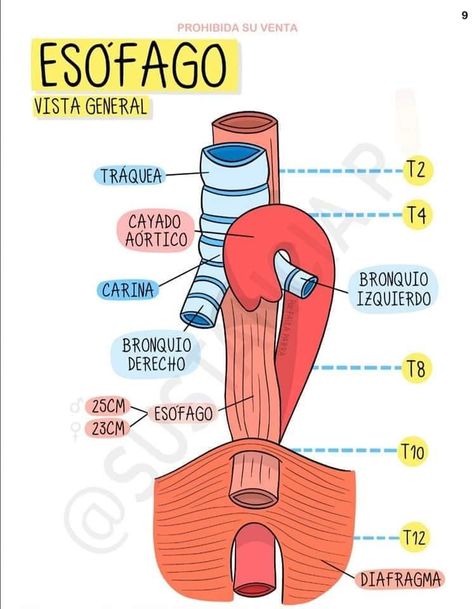 83 Ideas De Anatomia Y Fisiologia Humana En 2021 Anatomia Y Fisiologia Humana Anatomia Y Fisiologia Fisiología