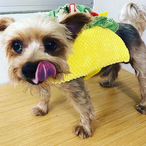 Happy Weekend Trying On More Halloween Costumes Hopefully I Ll