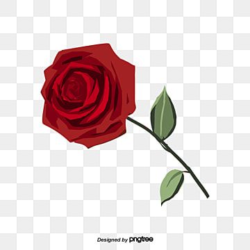 การ ต นดอกก หลาบส แดง ดอกก หลาบส แดง สาขาเด ยว ธาต ภาพ Png และ Psd สำหร บดาวน โหลดฟร In 2021 Rose Clipart Flower Clipart Flower Background Design