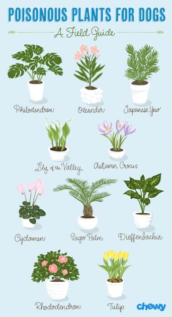 Outdoor Plants Healthy For Dogs In 2020 Dog Safe Poisonous Plants Poisonous, Outdoor Plants Poisonous To Dogs