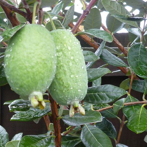 Acca Sellowiana varietà UNIQUE Pianta di Feijoa Autofertile Acca Sellowiana varietà UNIQUE Pianta di Feijoa Autofertile
