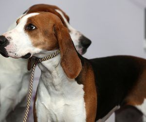 How To Train Dogs To Track Deer Dog Care Daily Puppy Treeing