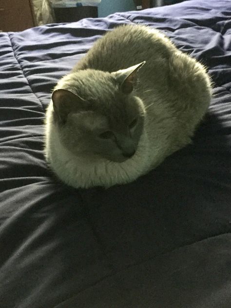 displeased with the new second cat loaf catloaf pinterest cat displeased with the new second cat loaf catloaf pinterest cat