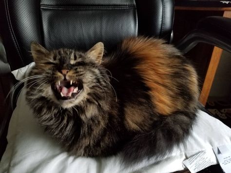 displeased with the new second cat loaf catloaf pinterest cat displeased with the new second cat loaf catloaf pinterest cat