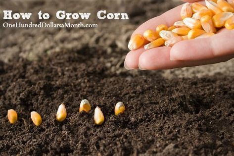 How To Grow Corn Start Finish Growing Sweet How To Grow Corn Start Finish Growing Sweet