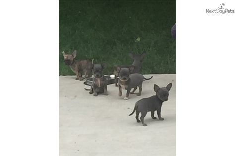 Chihuahua Puppy For Sale Near Fresno Madera California