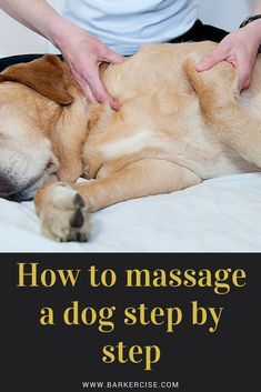 How To Massage A Dog Step By Step For Relaxation Arthritis Or