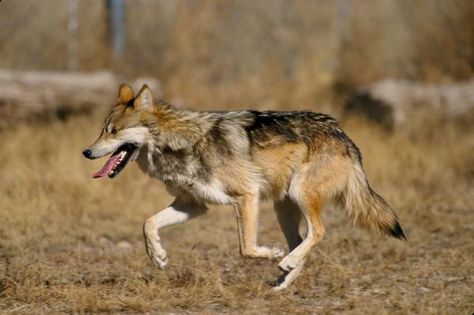24 Animales En Peligro De Extinción De México Animales En Peligro De Extincion Lobo Mexicano Lobo Gris Mexicano