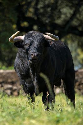 Los Murubes De El Canario Por Eltoro Retrato De Una Vida Por Carlos Canalo De Miguel Toros De Lidia Toros Pintados Toros Bravos