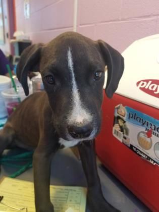 Pin On Memoriel For These Special Dogs