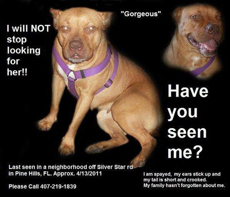 Craigslist Nw Ga Pets 16 Ways To Help Babies Now Ideas Pets Animals Animal Rescue