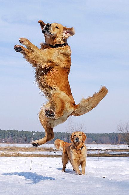 Golden Rule Always Jump For Joy Dogs Retriever