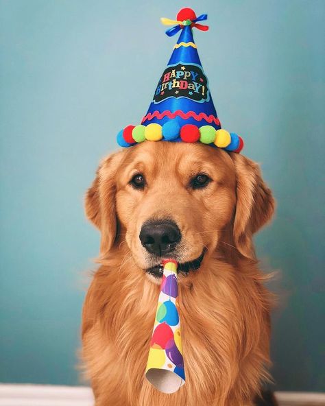 Repin Alcottgear Alles Gute Zum Geburtstag Hund Retriever