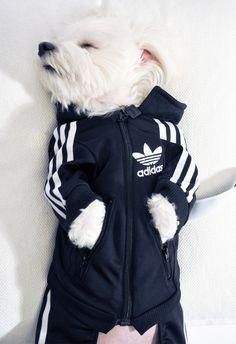 adidas hoodie dog adidas hoodie dog
