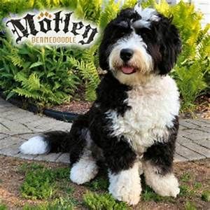 Tiny Bernedoodle Full Grown Images Yahoo Search Results Image Mini Very Cute Dogs Tiny Bernedoodle Full Grown Images