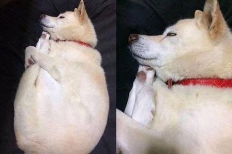 does anyone have any pics of dogs shrimping like this one boyfriend