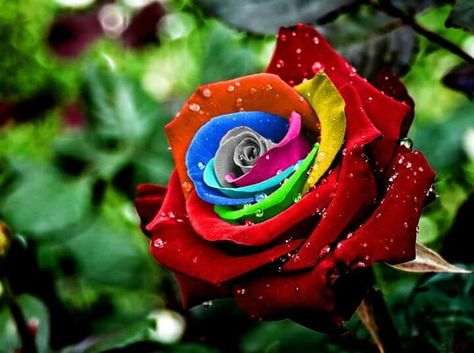 White Heart Pink Rose Bonsai Plants Rare Flowers 200 PCS Seeds Free Shipping New White Heart Pink Rose Bonsai Plants Rare Flowers 200 PCS Seeds Free Shipping New
