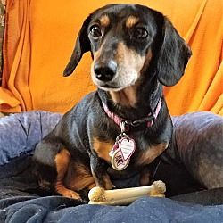 doxie rescue near me