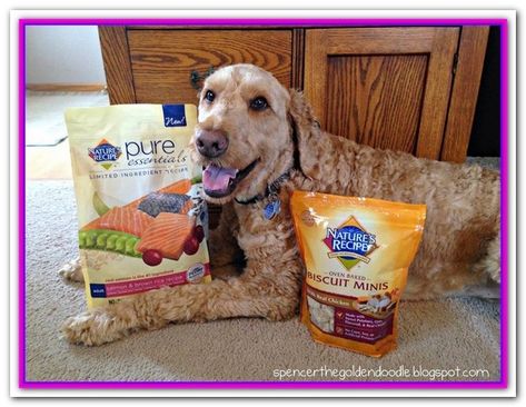 Best Dry Dog Food For Goldendoodles Taste Of The Wild Grain Free