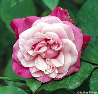 Good Morning Images With Rose Flowers Get The Best Collection Of Rose Images And Photo Beautiful Flowers Pictures Beautiful Rose Flowers Rose Flower Wallpaper