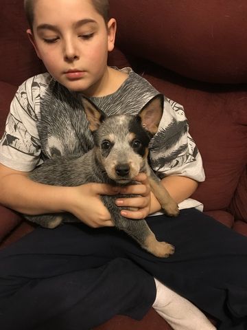 Litter Of 6 Australian Cattle Dog Puppies For Sale In Randolph Vt