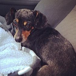 Available Pets At Dachshund Lovers Of Texas In Dallas Texas
