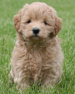 Tan deals mini goldendoodle