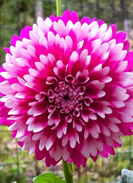 Image Result For Big Real Flower Colors Growing Dahlias Flower Seeds Dahlia Flower
