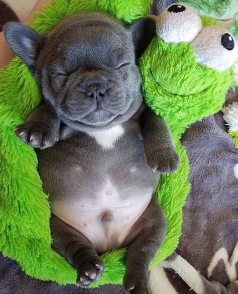 Bulldog I M The Best Cute Baby Animals Cute Animals Cute