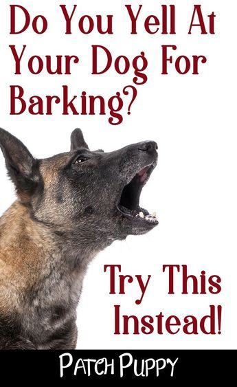 How To Control Excessive Barking Train Your Dog Not To Bark