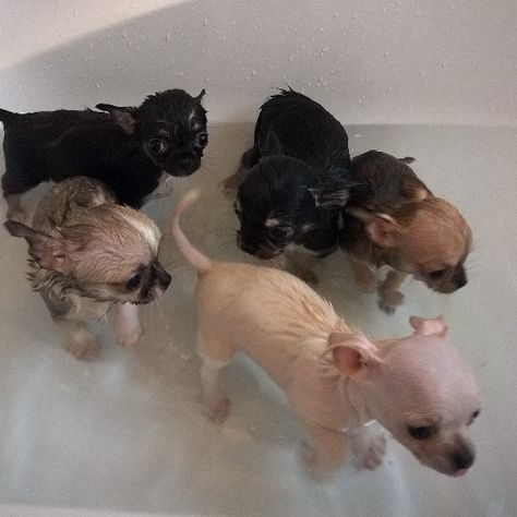 Chihuahua Puppy Bath Time 8 Weeks Old Today Time For A Nice